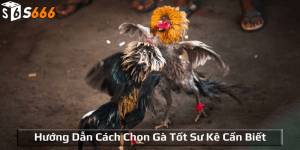 Hướng dẫn cách chọn gà tốt sư kê cần biết